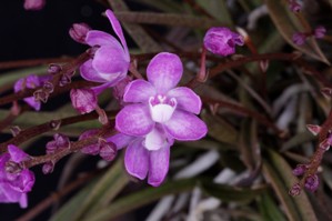 Sarcochilus ceciliae Diamond Orchids AM/AOS 80 pts. Flower